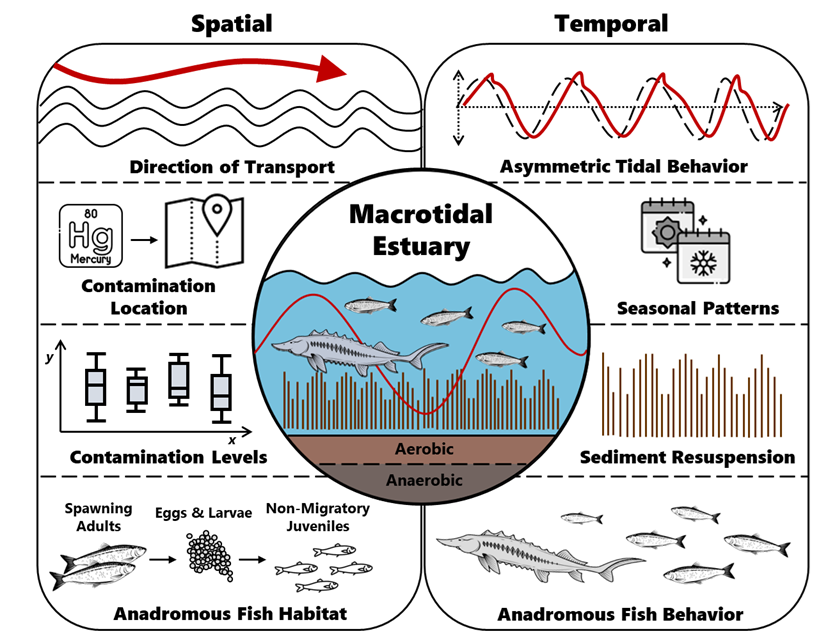 Migratory Fish Dynamics in a Contaminated Estuary