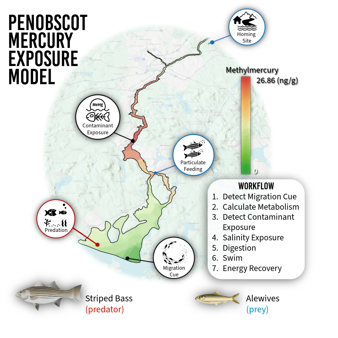 The complete behavioral workflow and decision-making structure implemented within the agent-based model, including state-dependent movement, environmental cue evaluation, physiological feedbacks, and transitions among behavioral submodels.